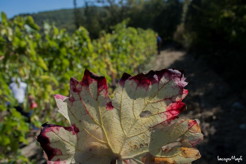 Agriturismo Montecorboli Villa Barberino di Val dʼElsa Dış mekan fotoğraf